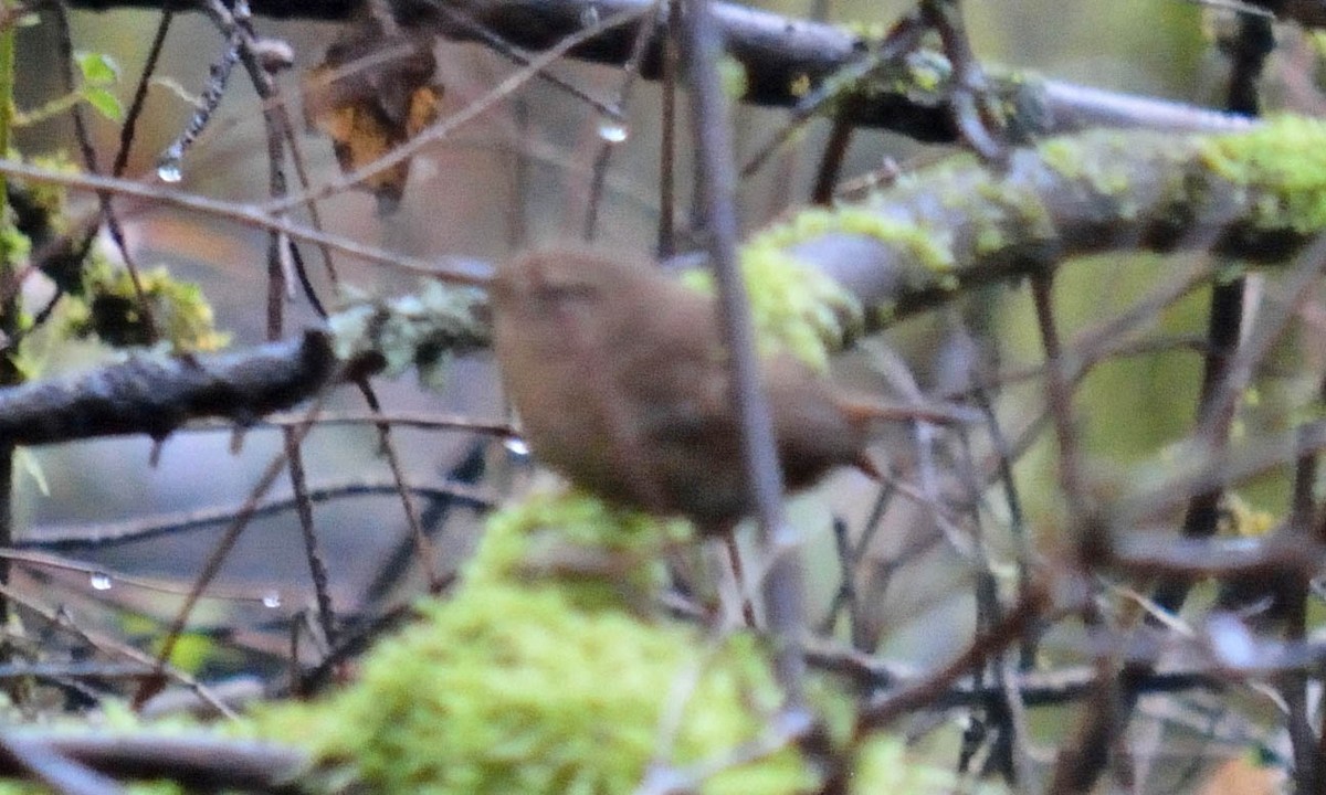 Pacific Wren - Samantha Neuffer