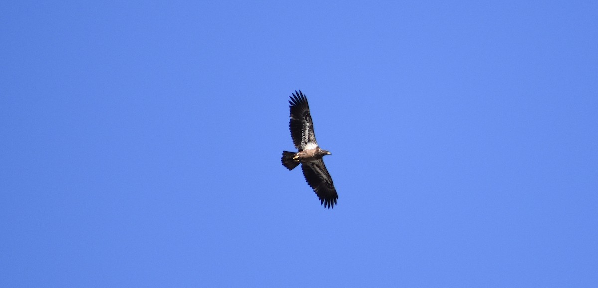 Bald Eagle - ML136344281