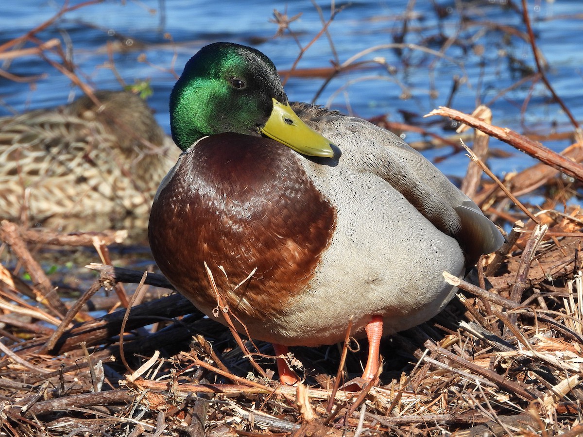 Mallard - Teresa Cohen