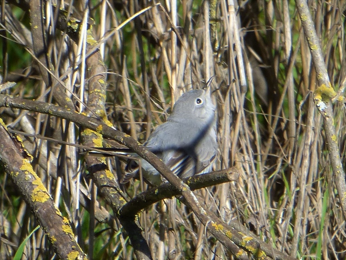 Blue-gray Gnatcatcher - ML136345261