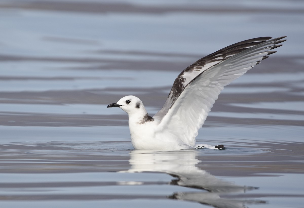 Mouette tridactyle - ML136345291