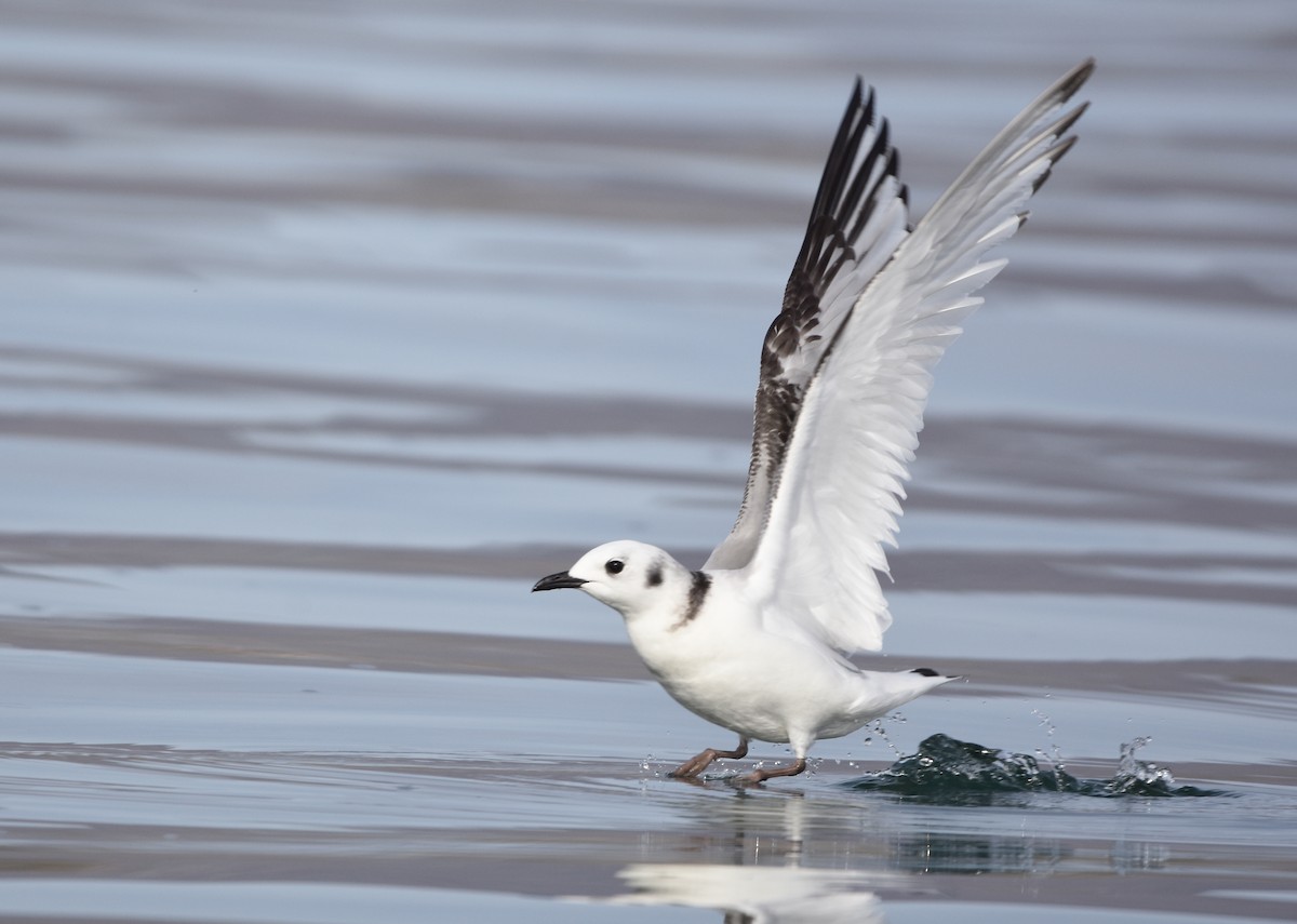 Mouette tridactyle - ML136345311