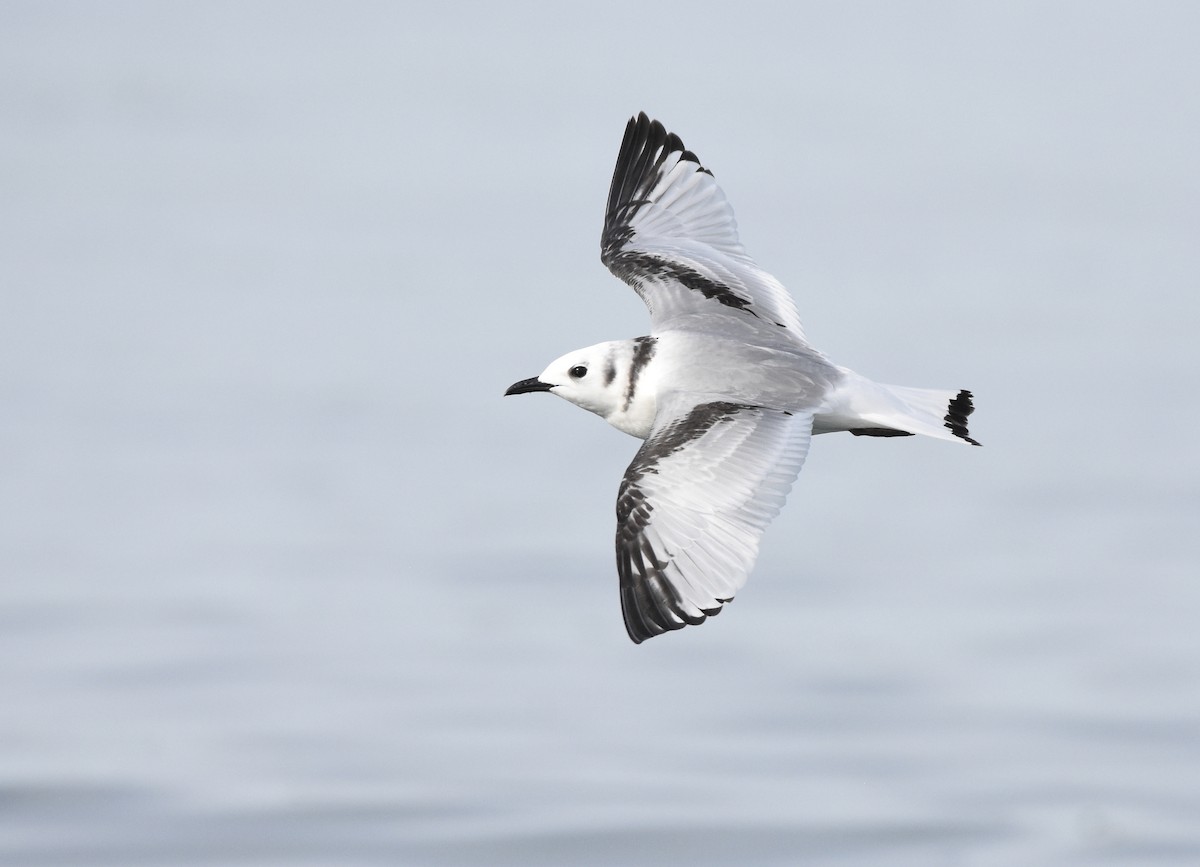 Mouette tridactyle - ML136345601