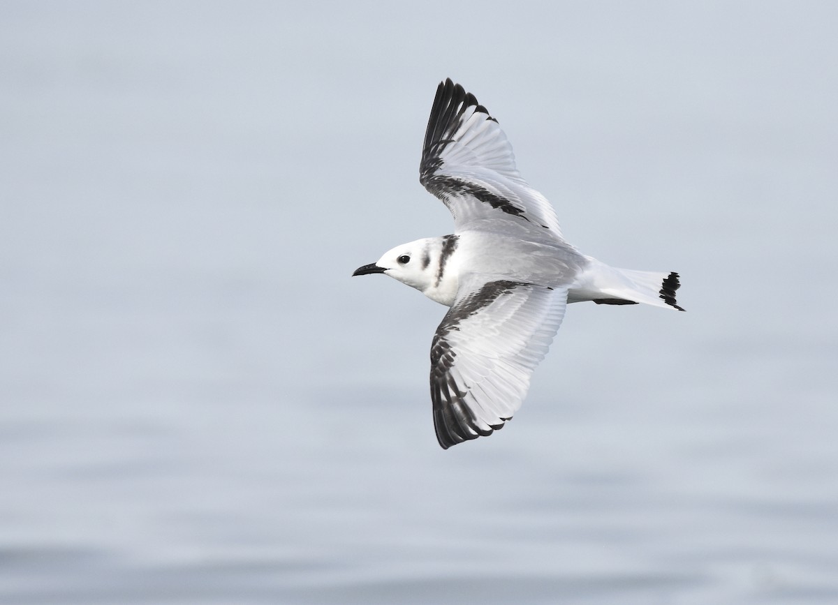 Black-legged Kittiwake - ML136345601