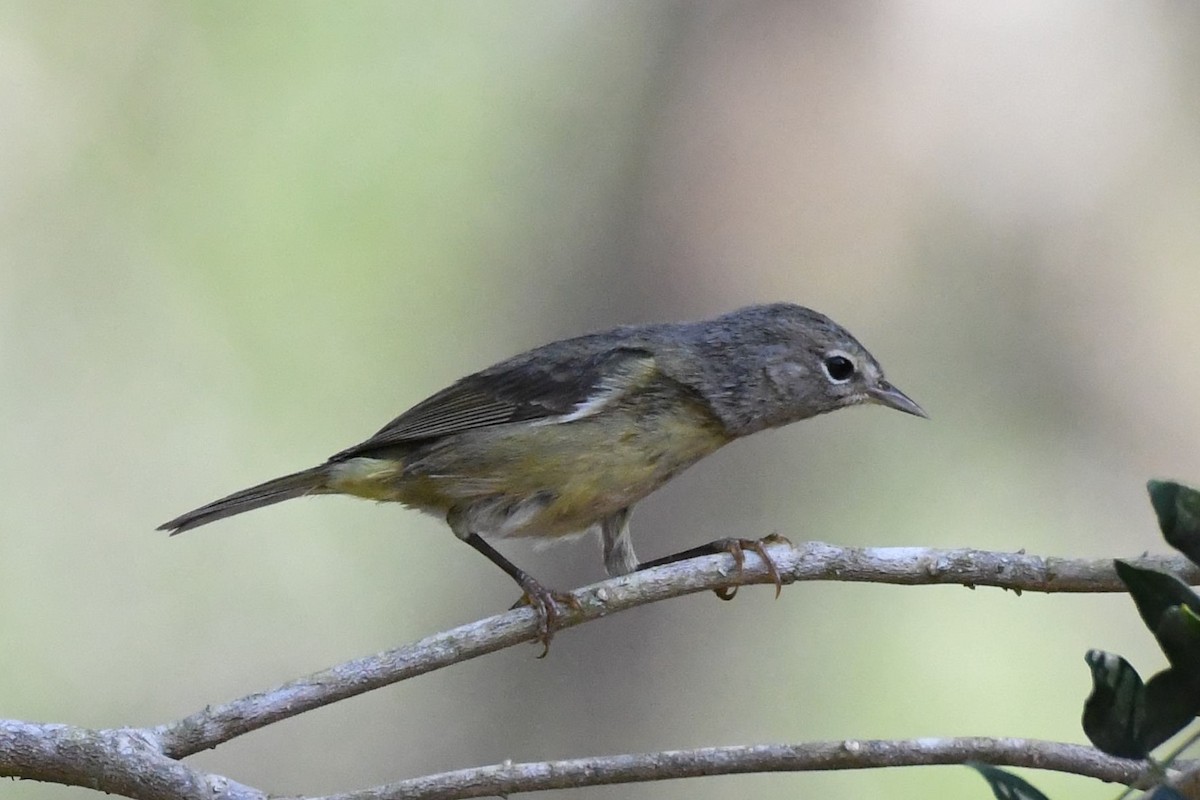 Orange-crowned Warbler - ML136346191