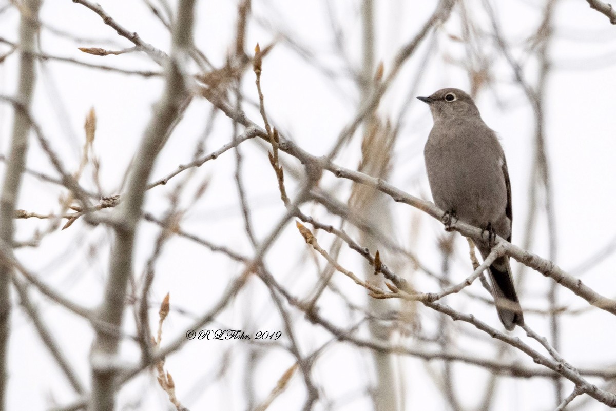 Townsend's Solitaire - ML136348371