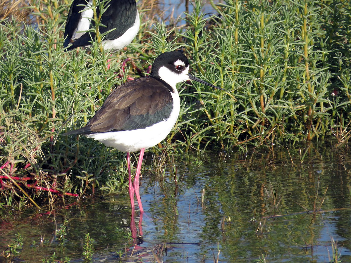 Schwarznacken-Stelzenläufer (mexicanus) - ML136348701