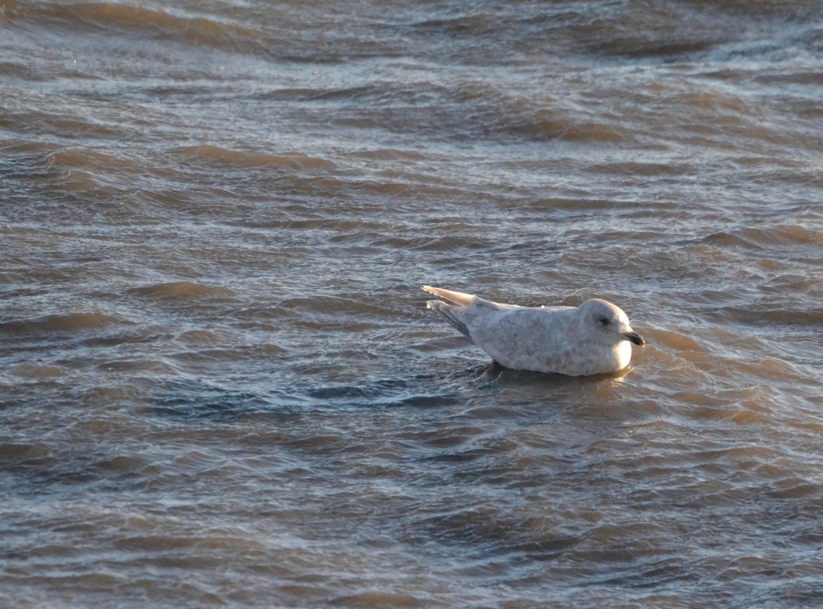 Iceland Gull - ML136348881