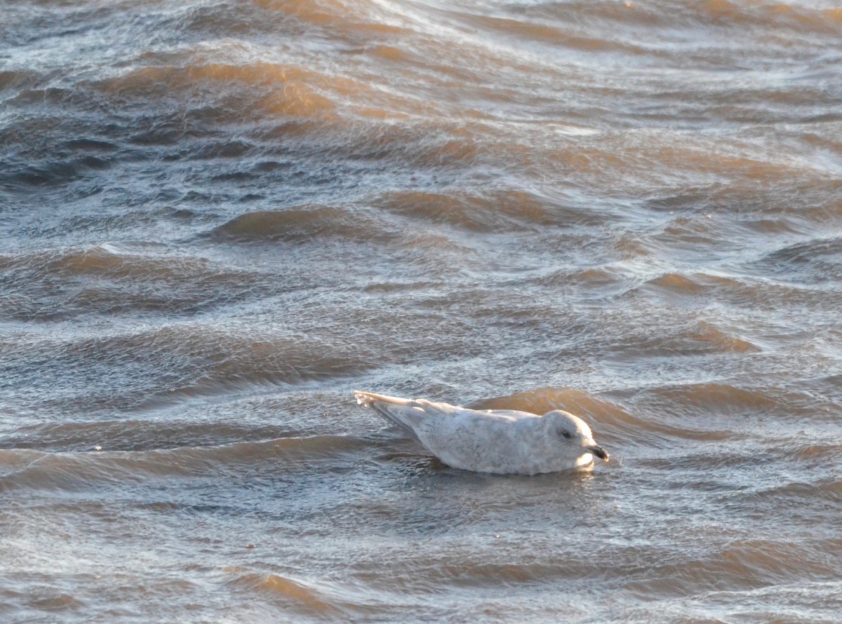 Iceland Gull - ML136348891