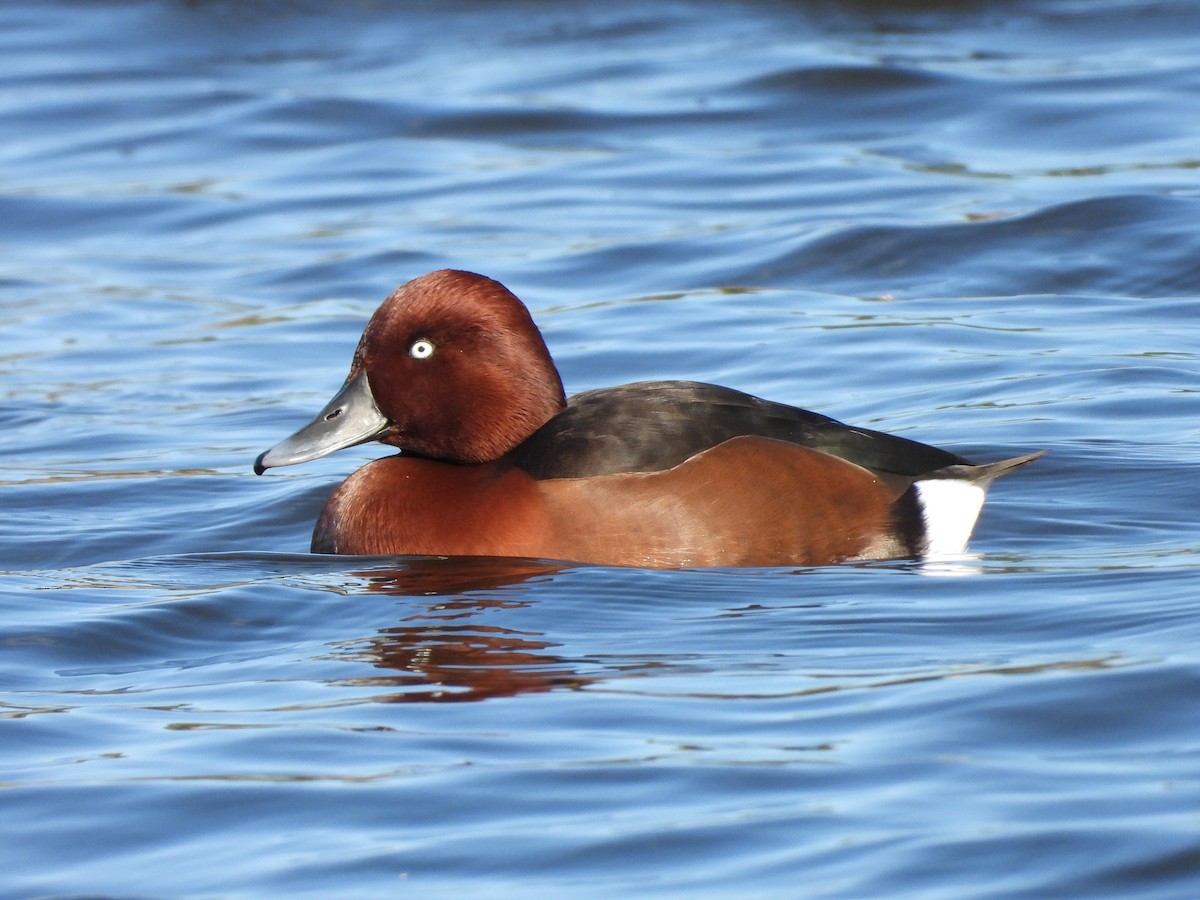 Ferruginous Duck - Teresa Cohen