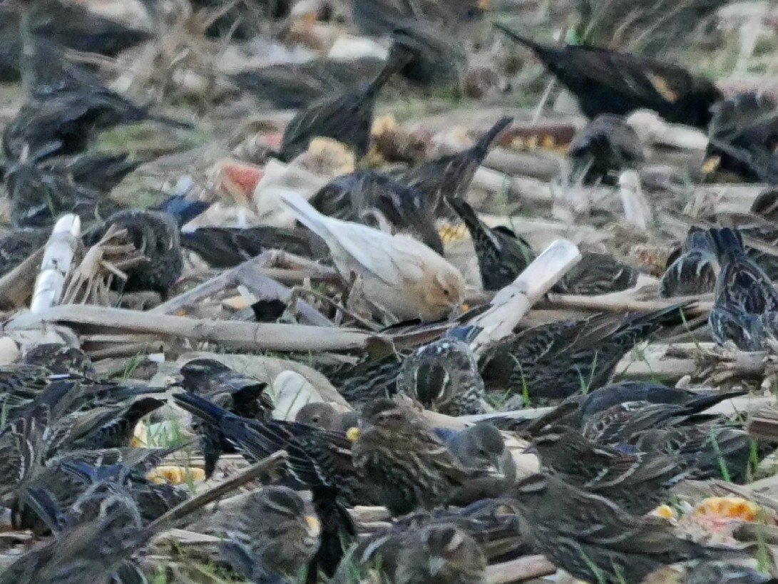 Red-winged Blackbird - ML136350101