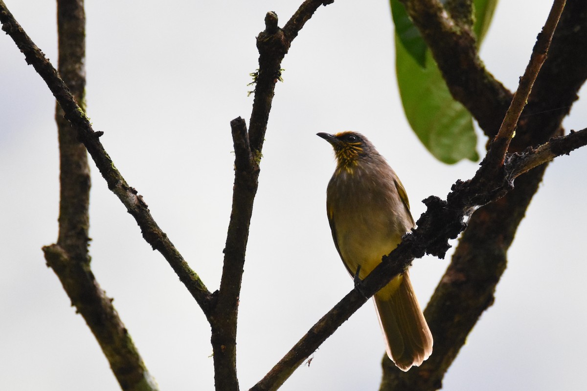 Stripe-throated Bulbul - ML136351211