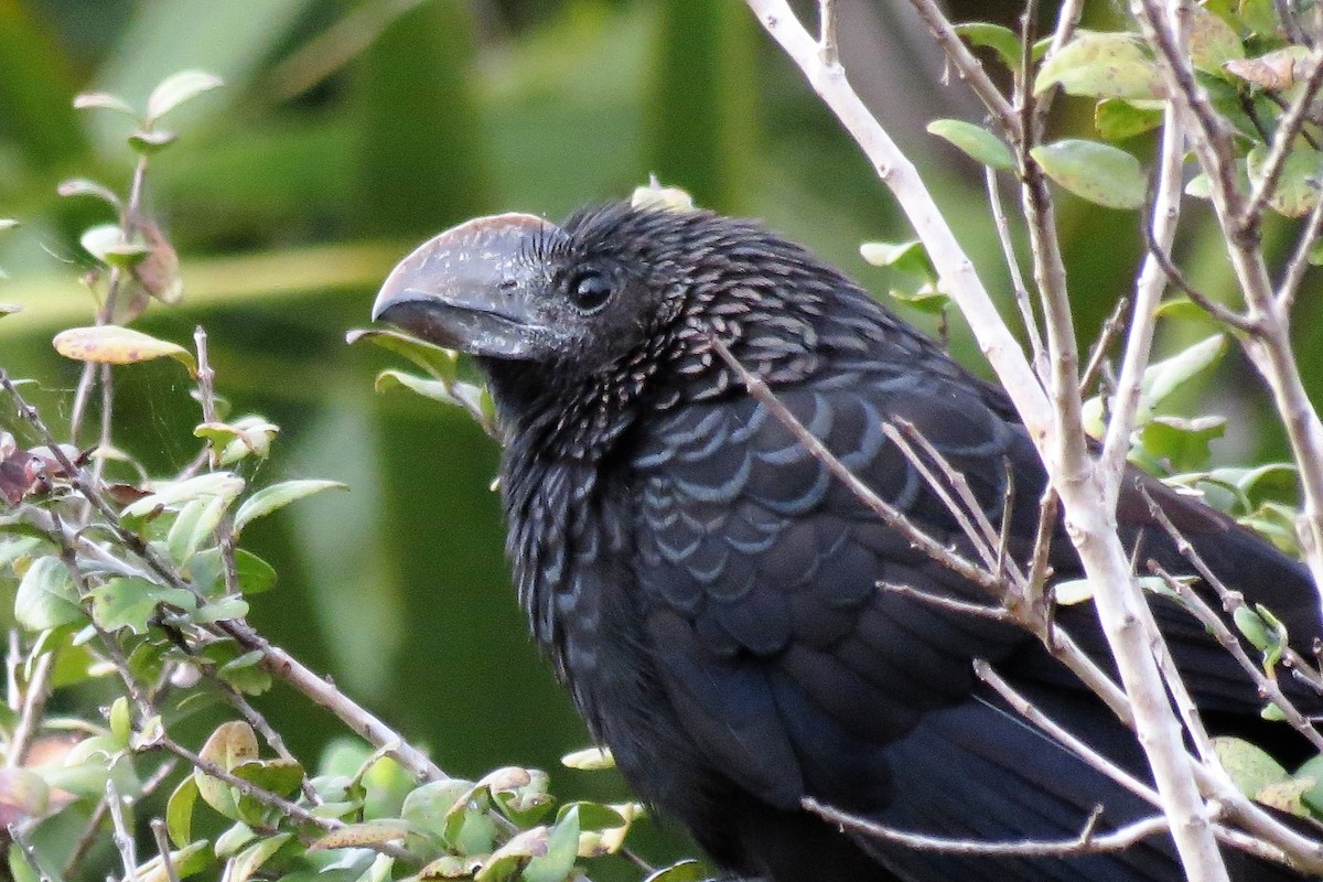 Smooth-billed Ani - ML136353321