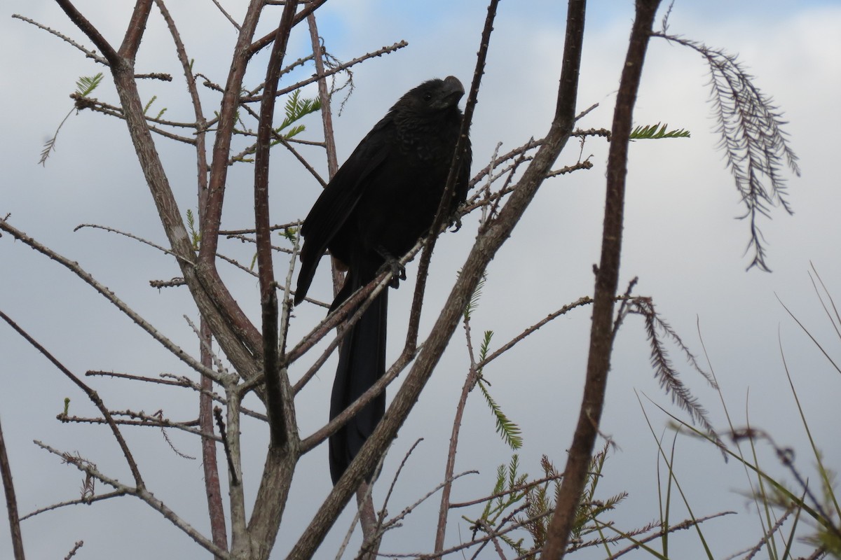 Smooth-billed Ani - ML136353401