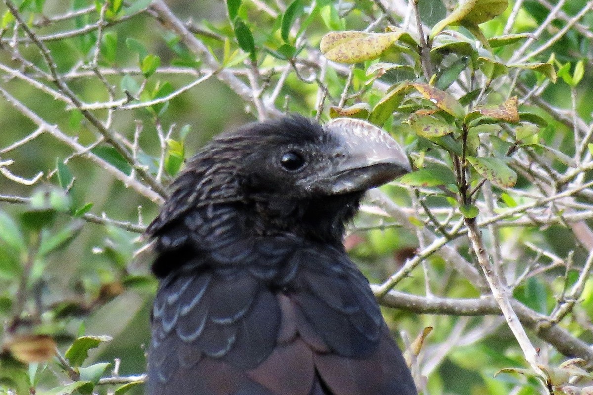 Smooth-billed Ani - ML136353411