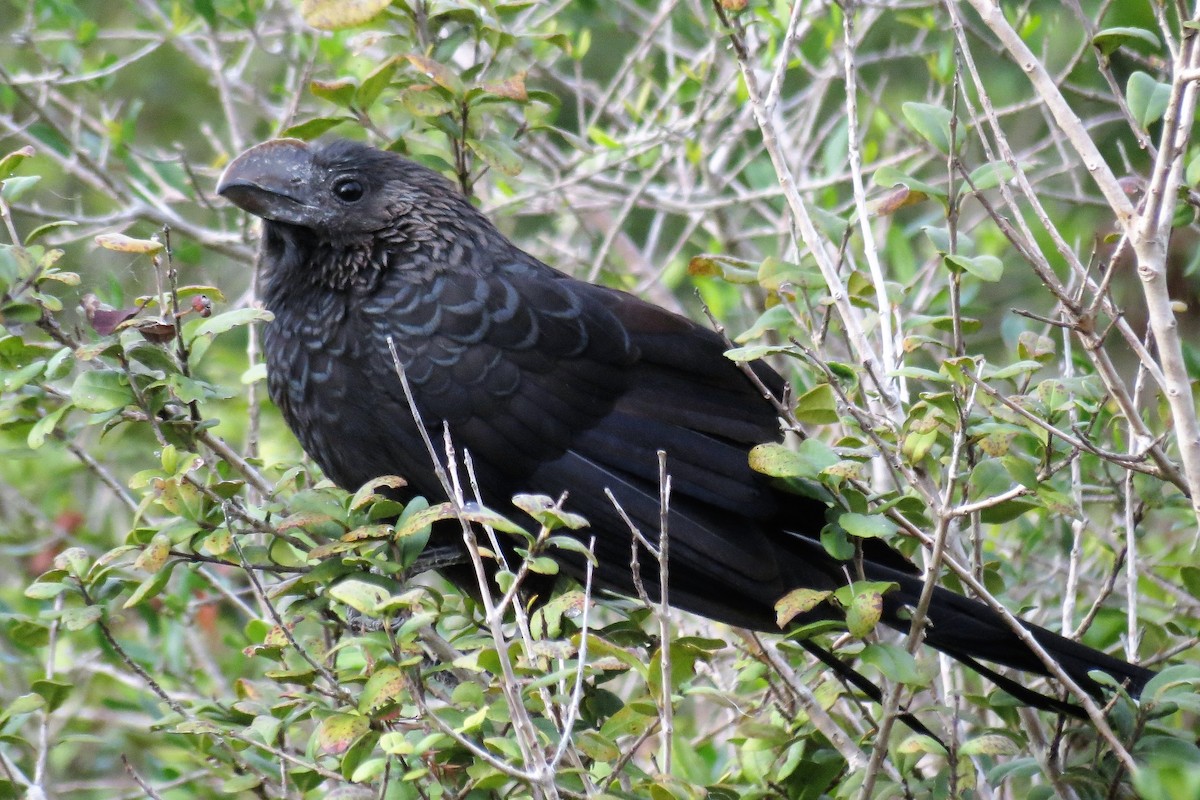 Smooth-billed Ani - ML136353421