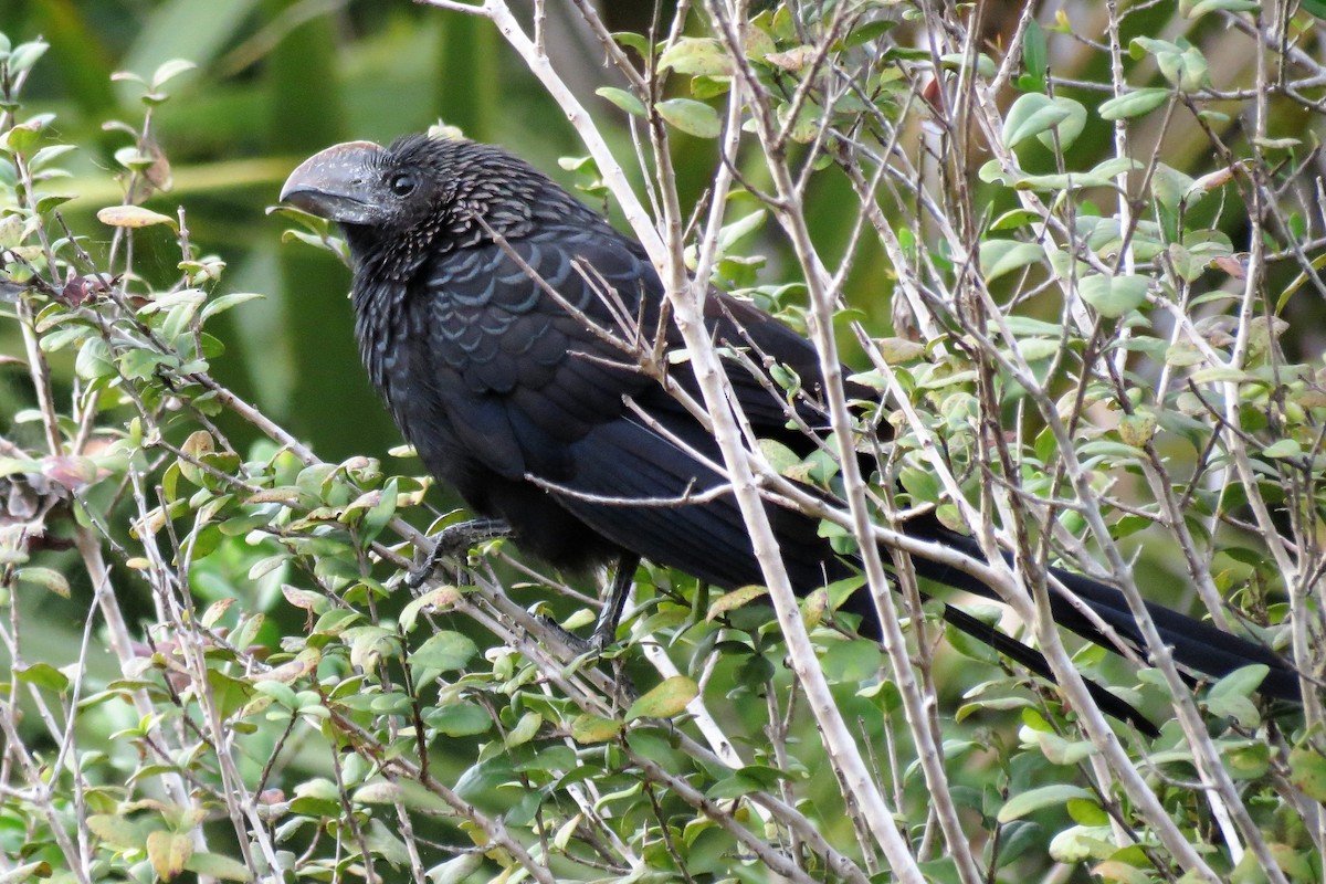 Smooth-billed Ani - ML136353431