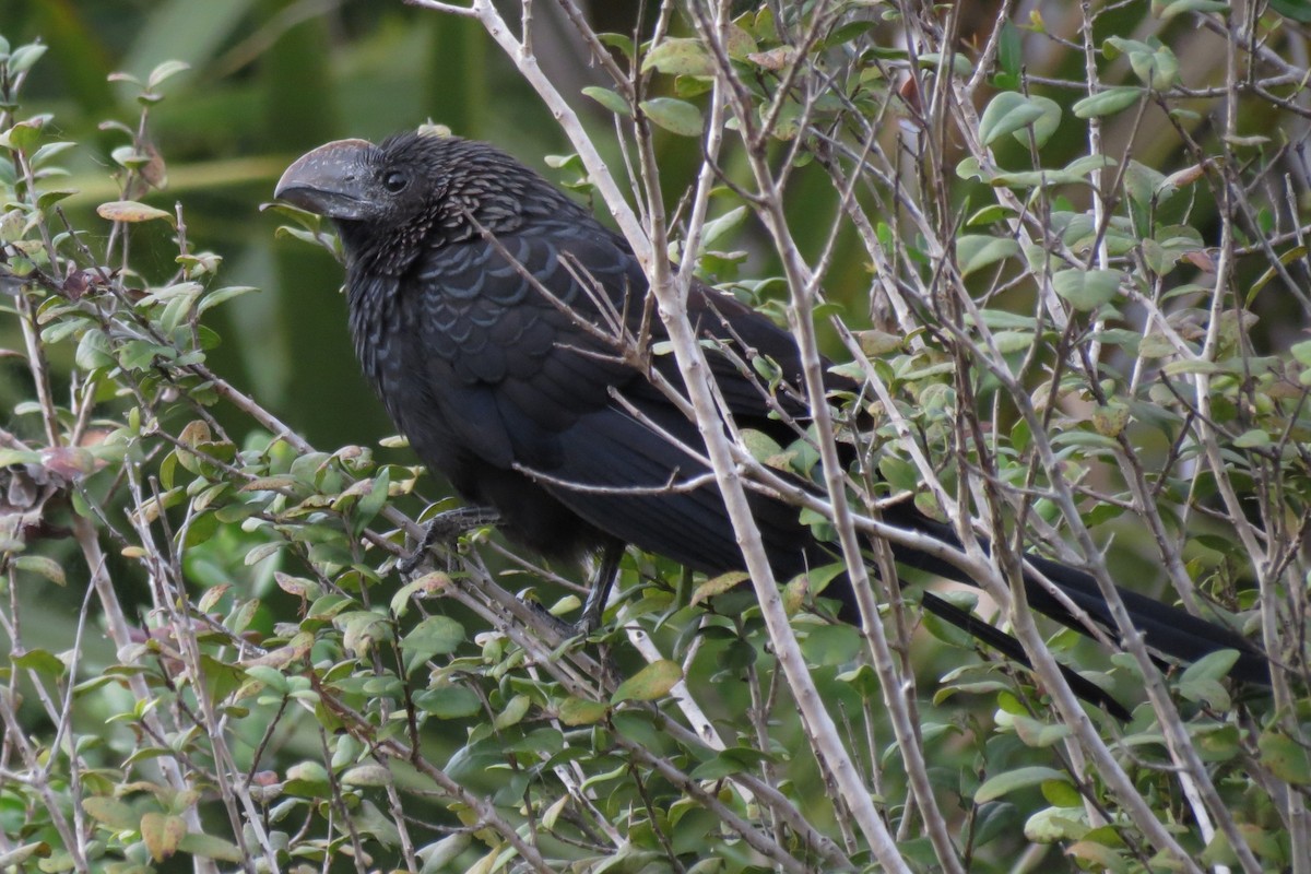 Smooth-billed Ani - ML136353461