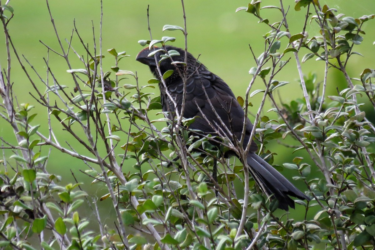 Smooth-billed Ani - ML136353481