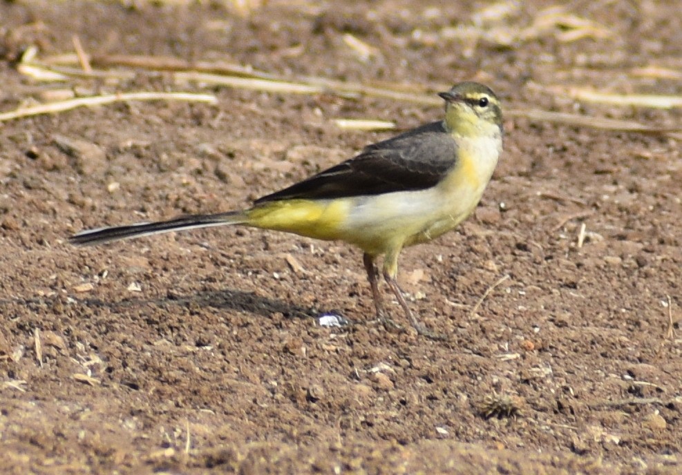 Gray Wagtail - ML136353651