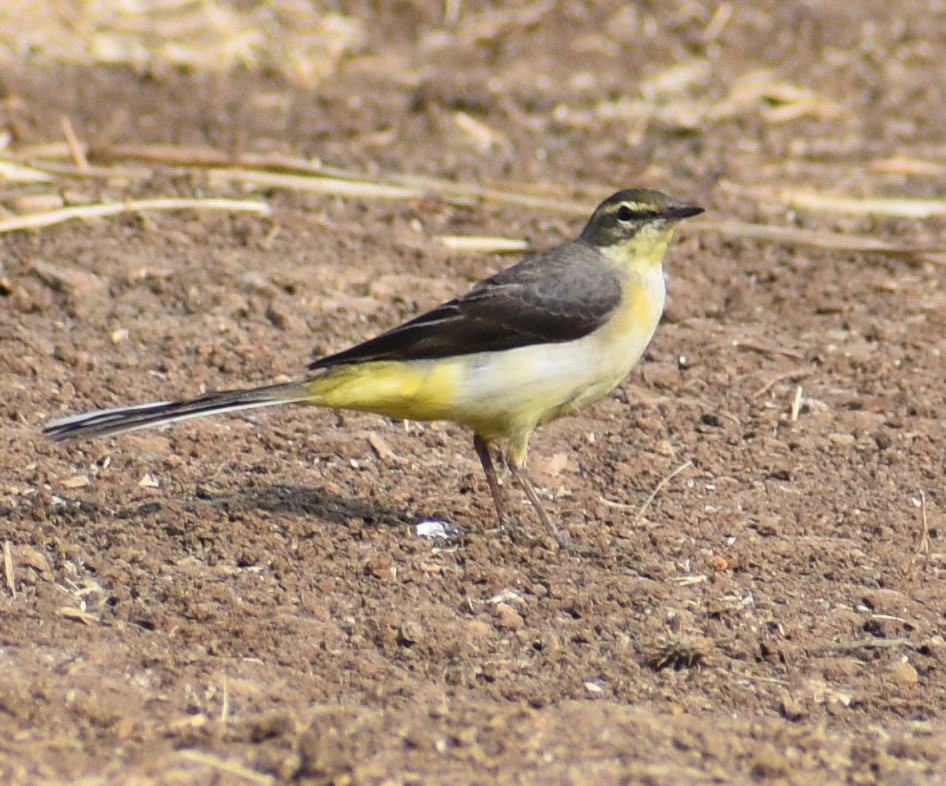 Gray Wagtail - ML136353661