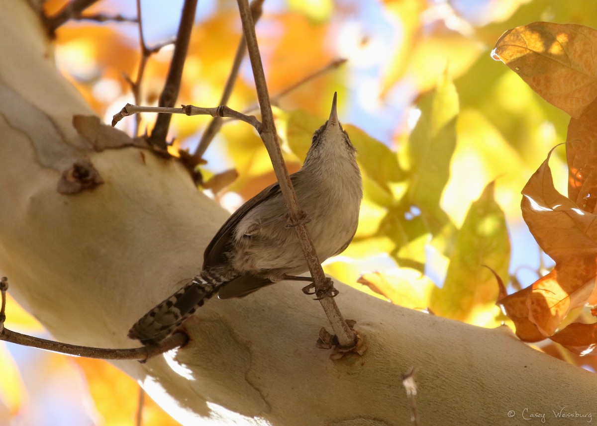 Bewick's Wren - Casey Weissburg