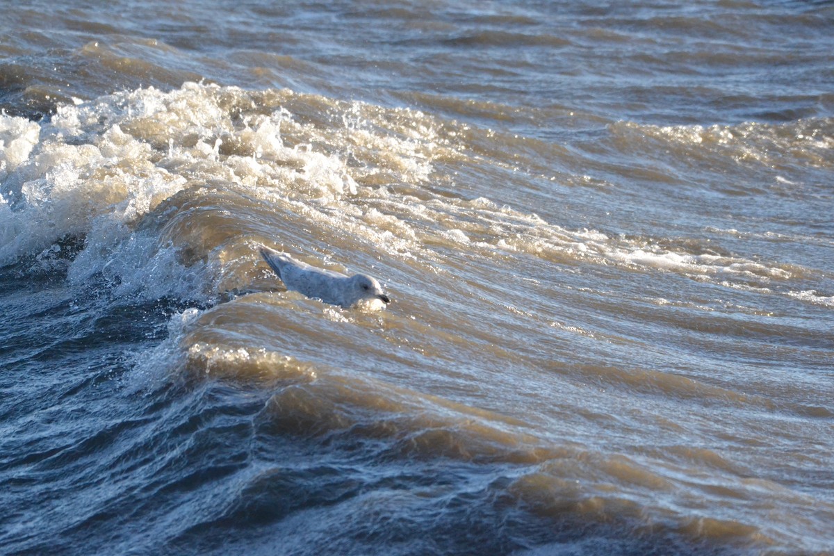 Iceland Gull - ML136356741