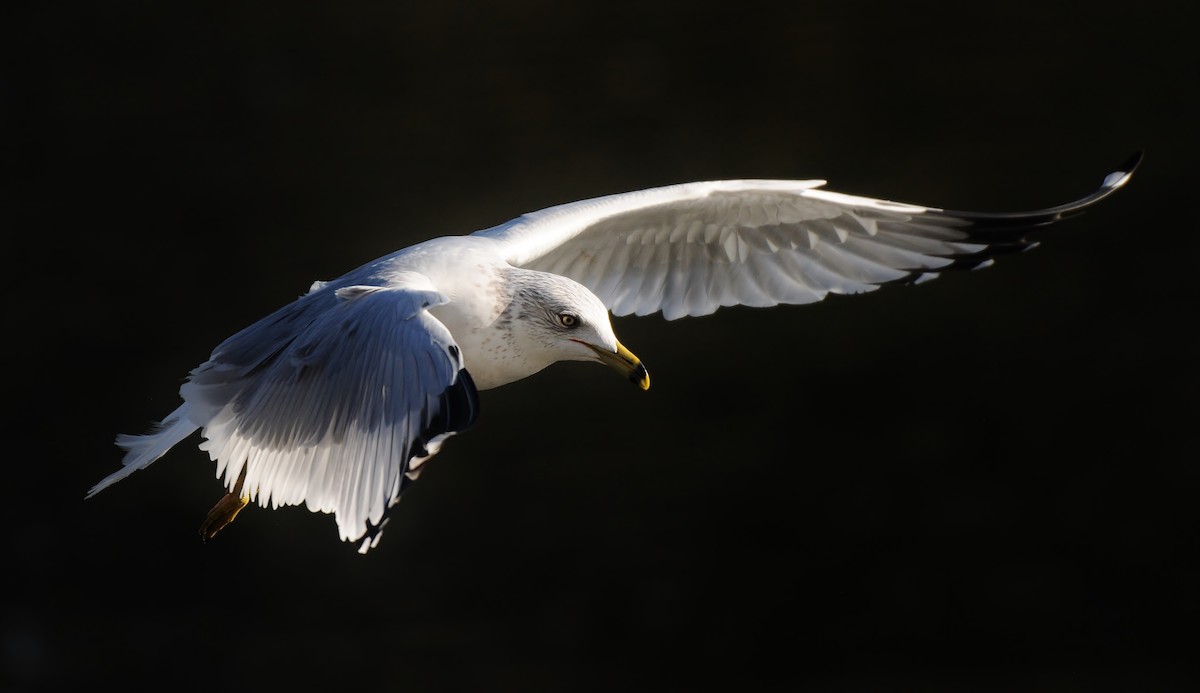 Ring-billed Gull - ML136357311