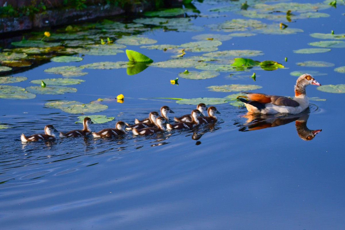 Egyptian Goose - ML136358101