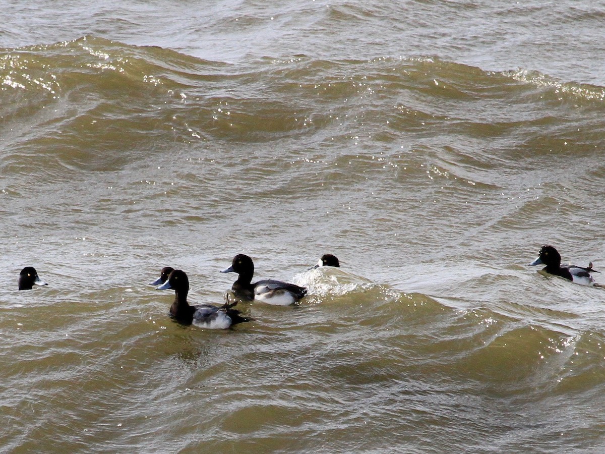 Lesser Scaup - ML136358881