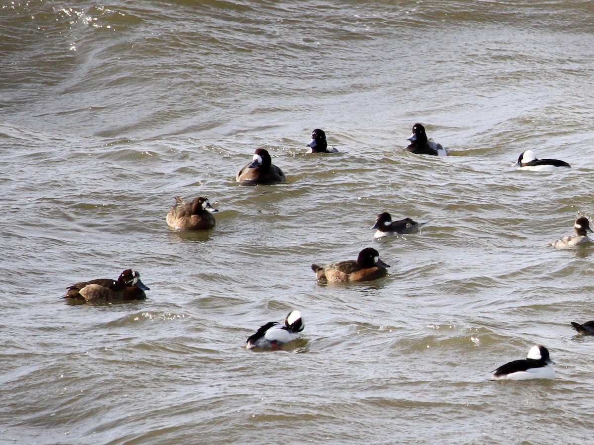 Lesser Scaup - ML136358891