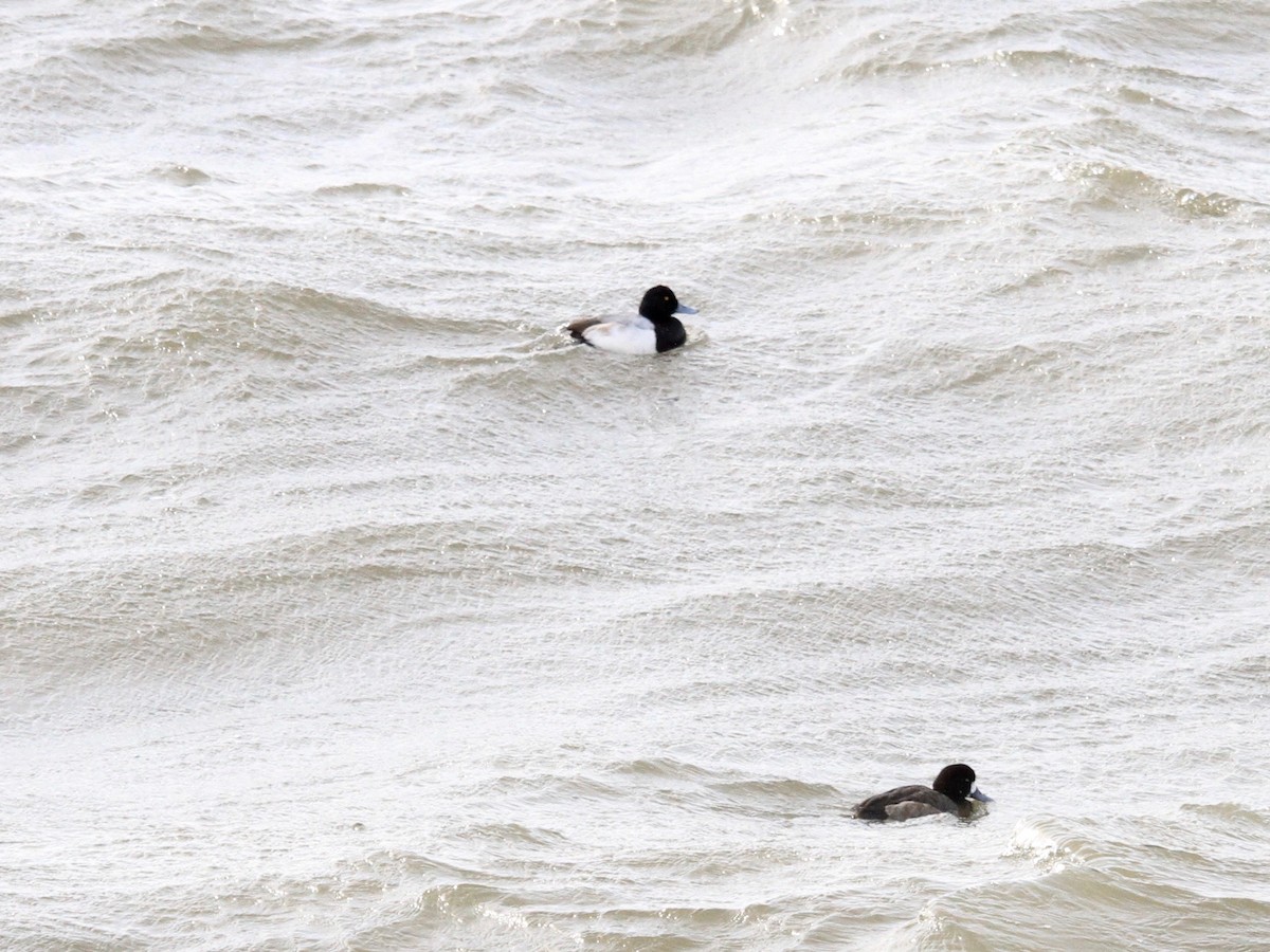 Lesser Scaup - ML136358901