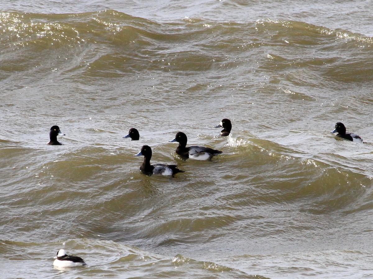 Lesser Scaup - ML136358911