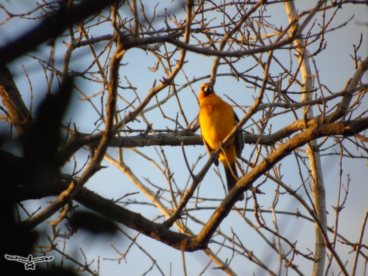 Streak-backed Oriole - Eduardo Acevedo