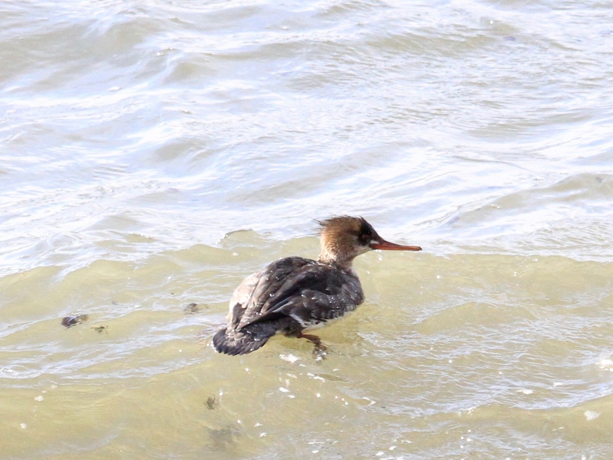 Red-breasted Merganser - ML136359451