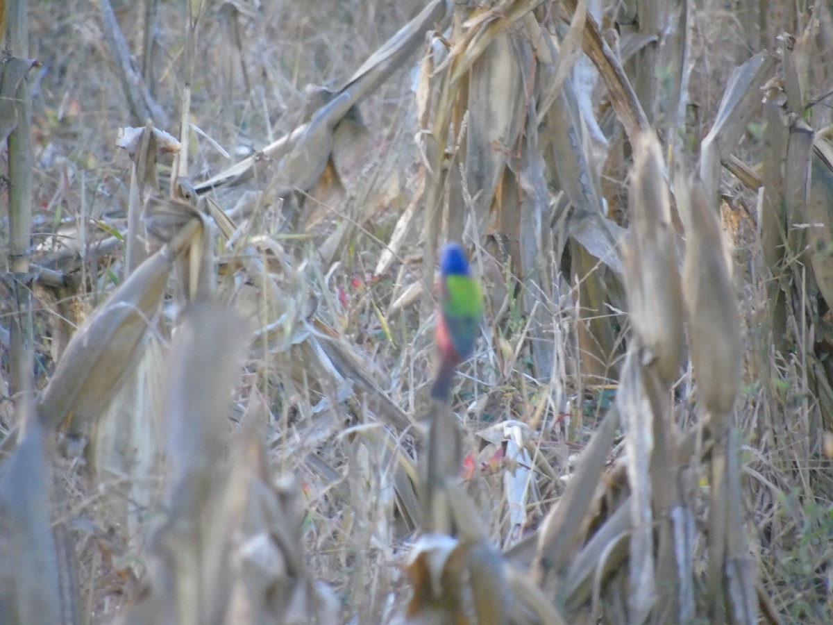 Painted Bunting - Eduardo Acevedo