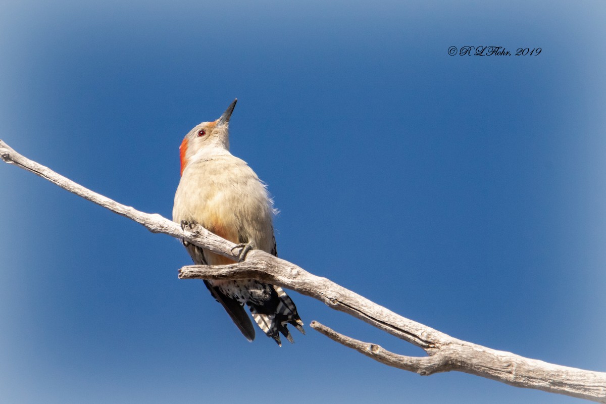 Red-bellied Woodpecker - ML136360321