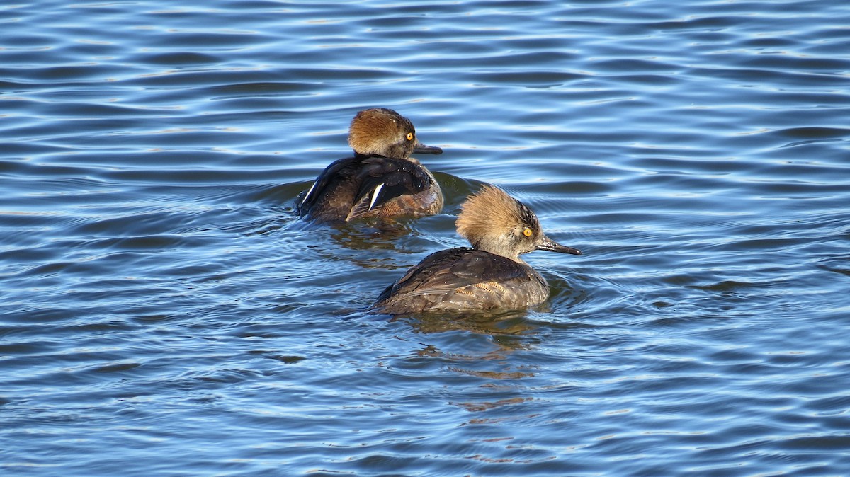 Hooded Merganser - Steve Hebert