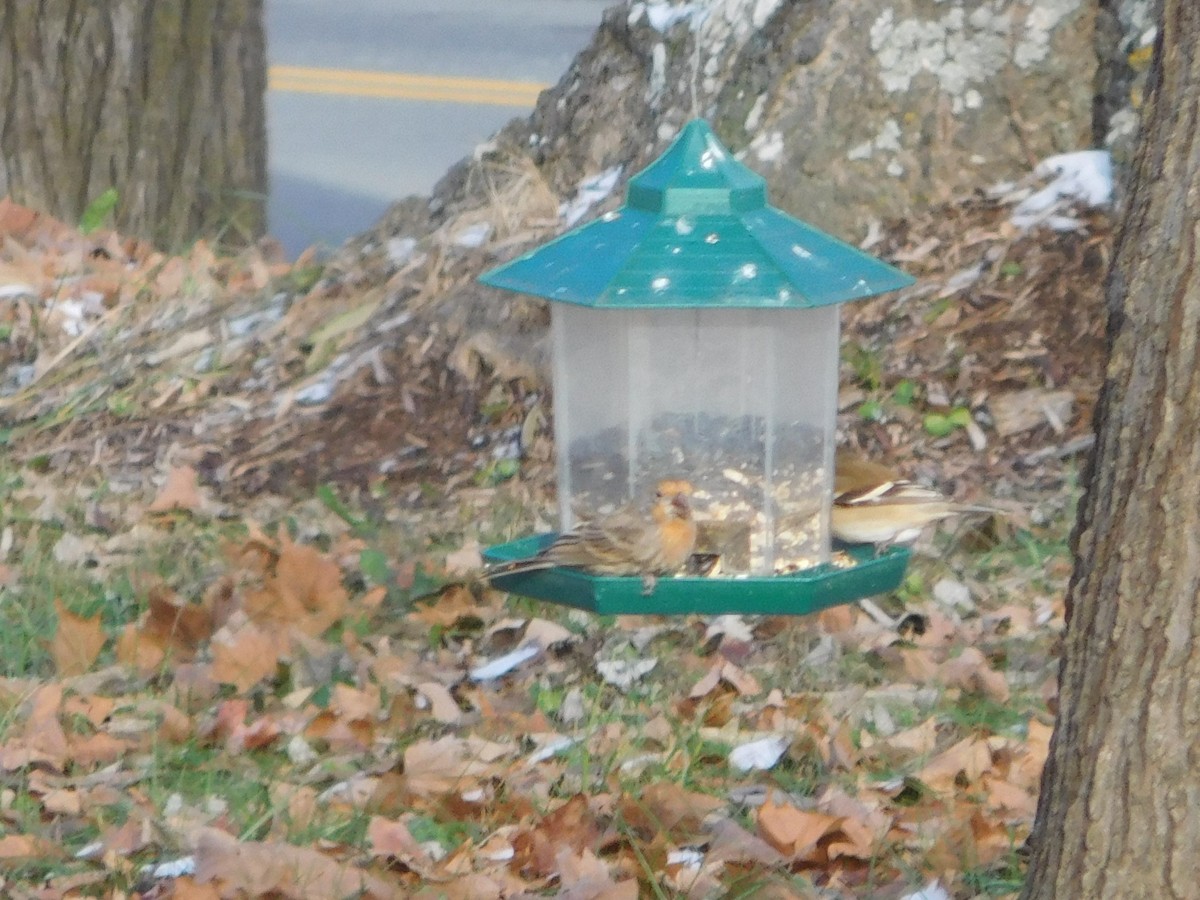 House Finch - Eve Schultes-Ridge