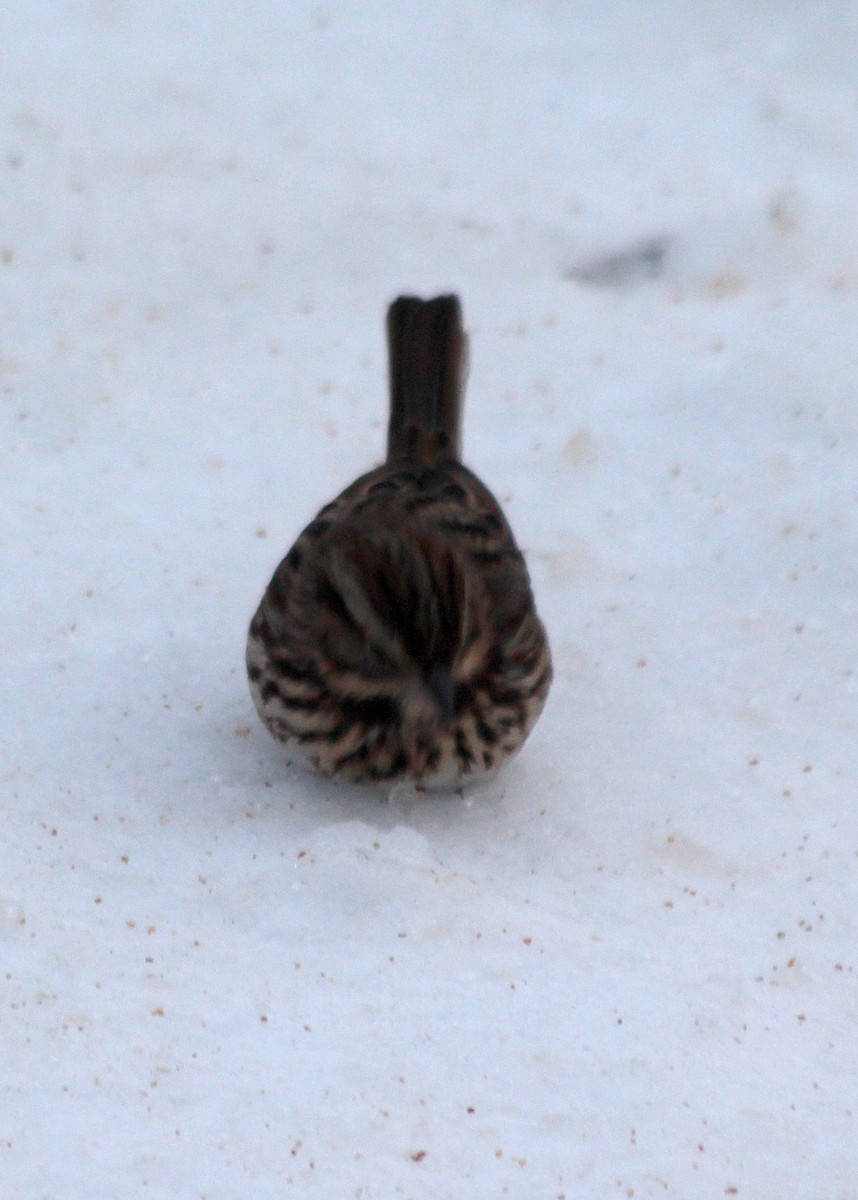 Song Sparrow - ML136365361