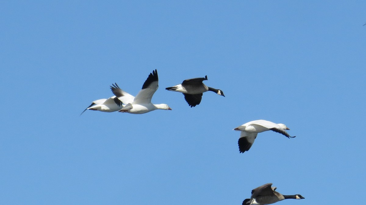 Snow Goose - ML136365851