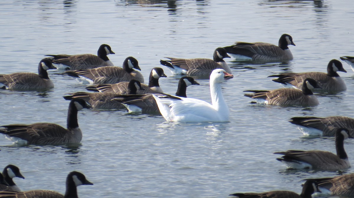 Snow Goose - ML136365961