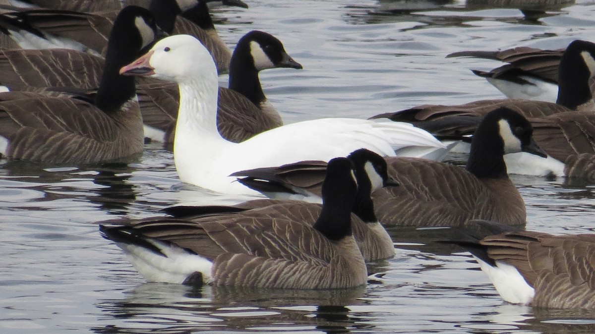 Snow Goose - ML136365971