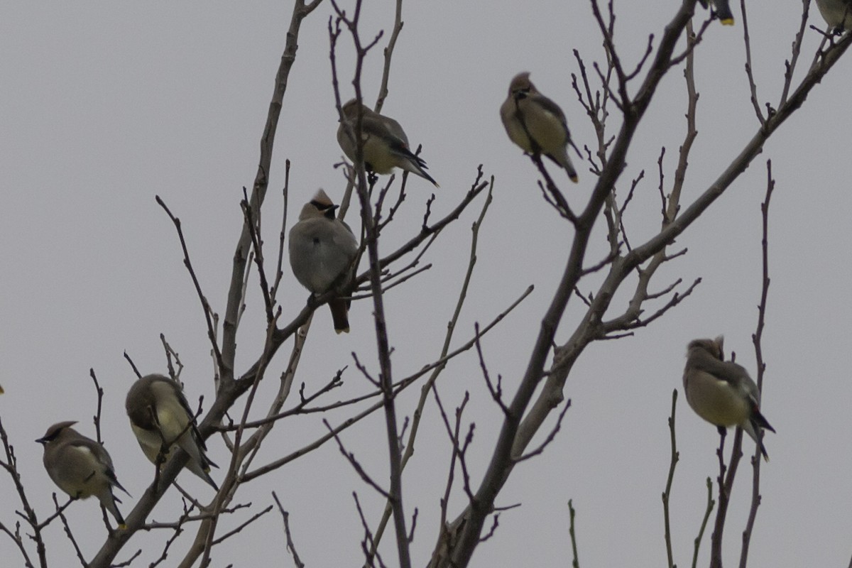 Bohemian Waxwing - ML136367051