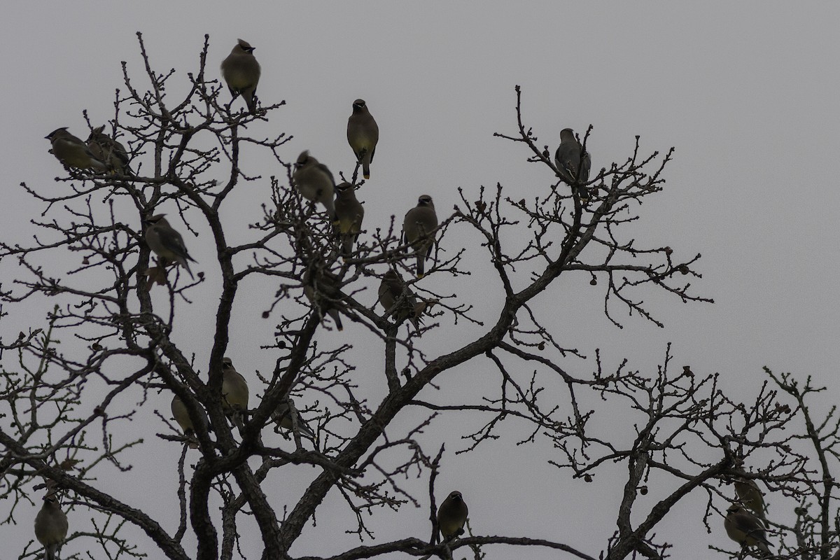 Bohemian Waxwing - ML136367091