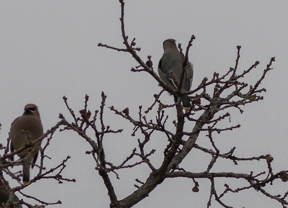 Bohemian Waxwing - ML136367751