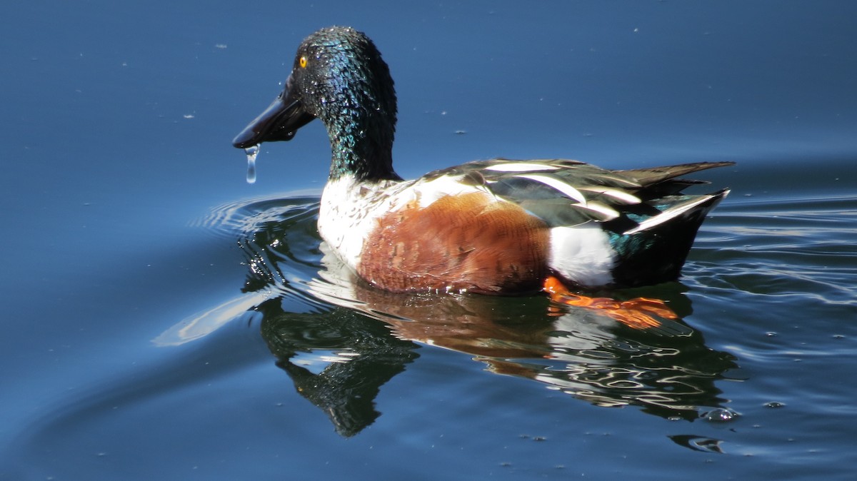 Northern Shoveler - ML136368011