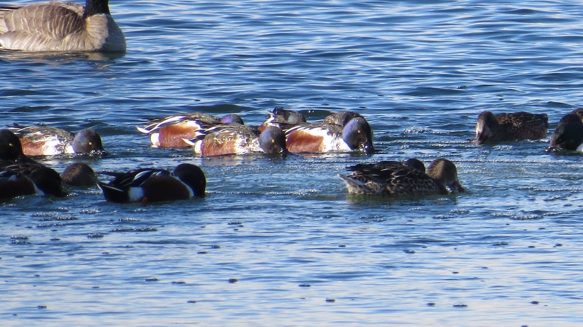 Northern Shoveler - ML136368021