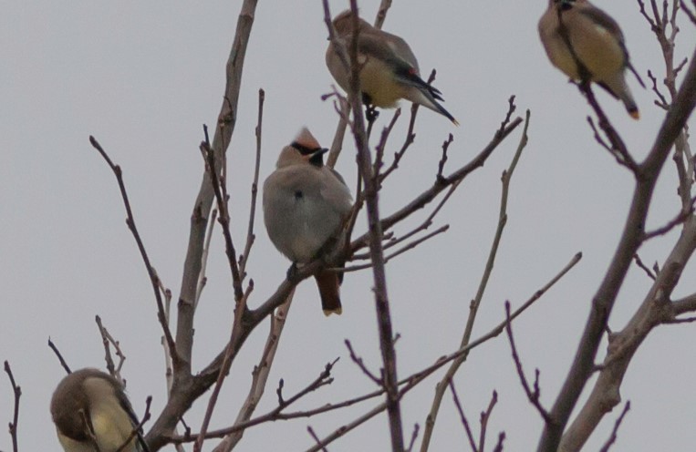 Bohemian Waxwing - ML136368041