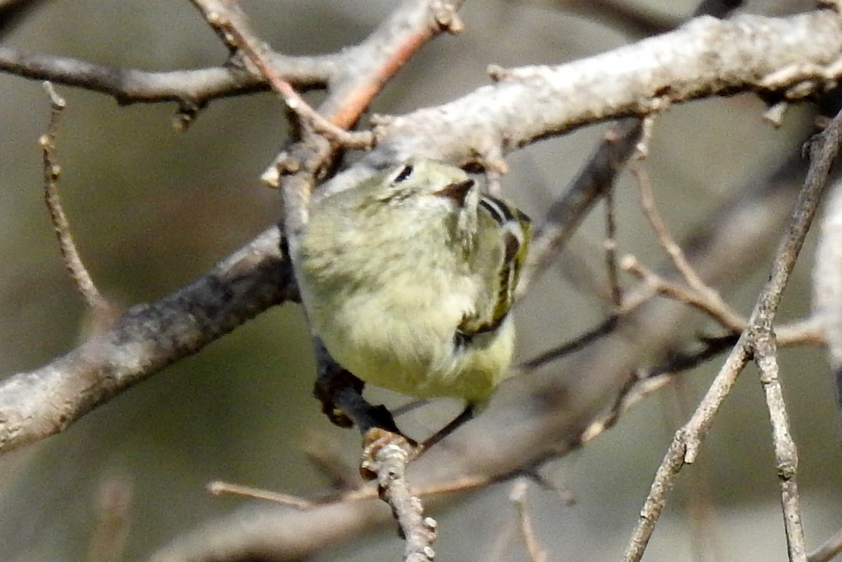 Roitelet à couronne rubis - ML136368371